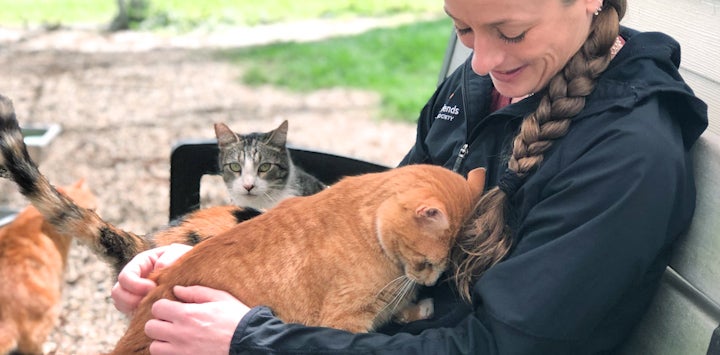 Stray cat visits my hot sale cat